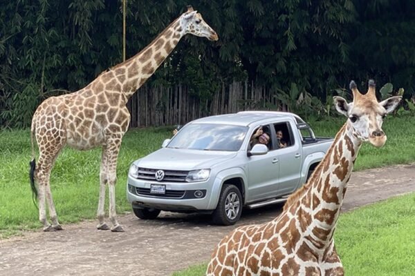 Excursión al Auto Safari Chapín