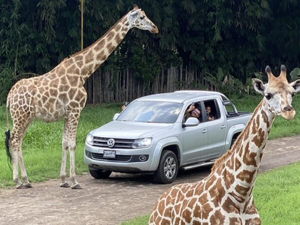 Excursión al Auto Safari Chapín